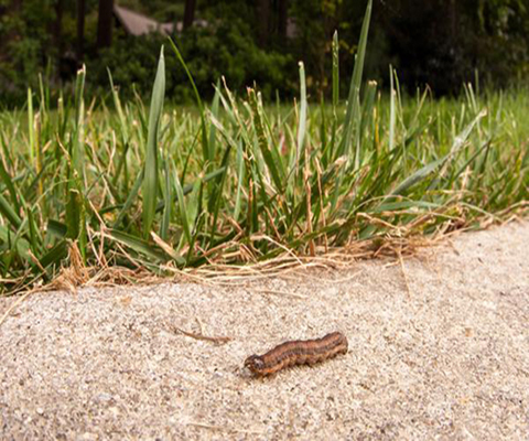 Helps Reduce Need for Insect Control