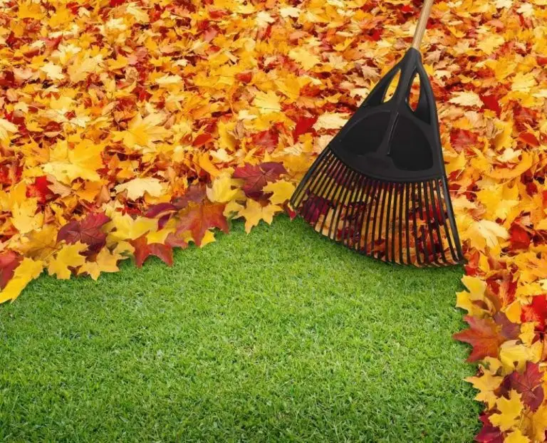 spring & fall cleanups
