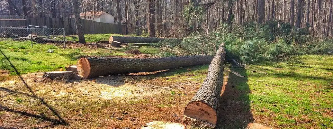 tree-removal
