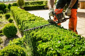 hedge trimming